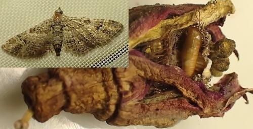 Réf. 345 713 : Gymnoscelis rufifasciata